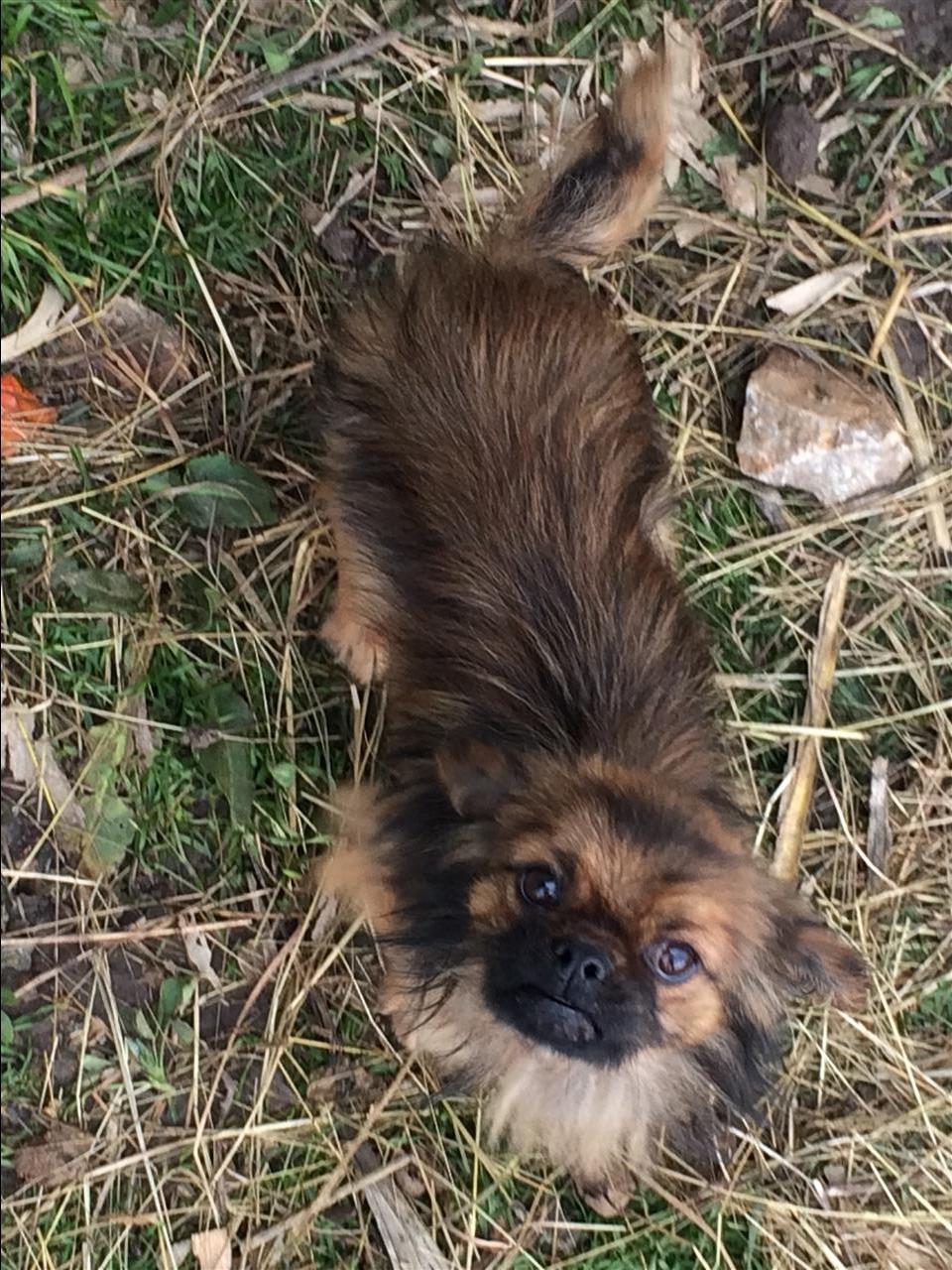 Piknezer