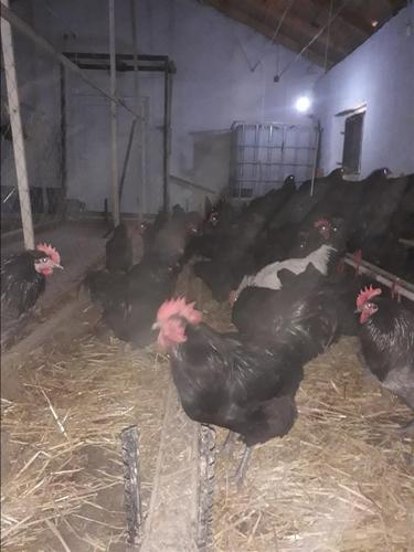 Pula australorp