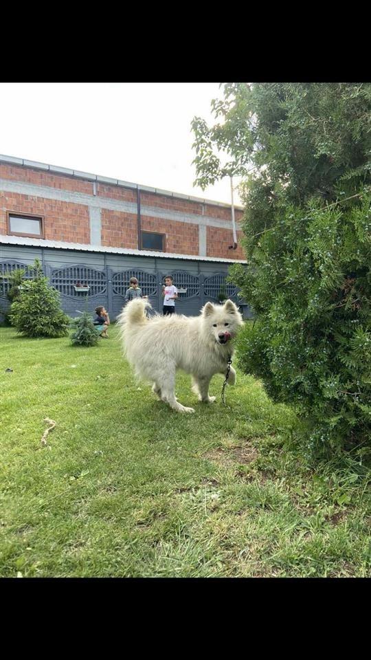 Samoyed-