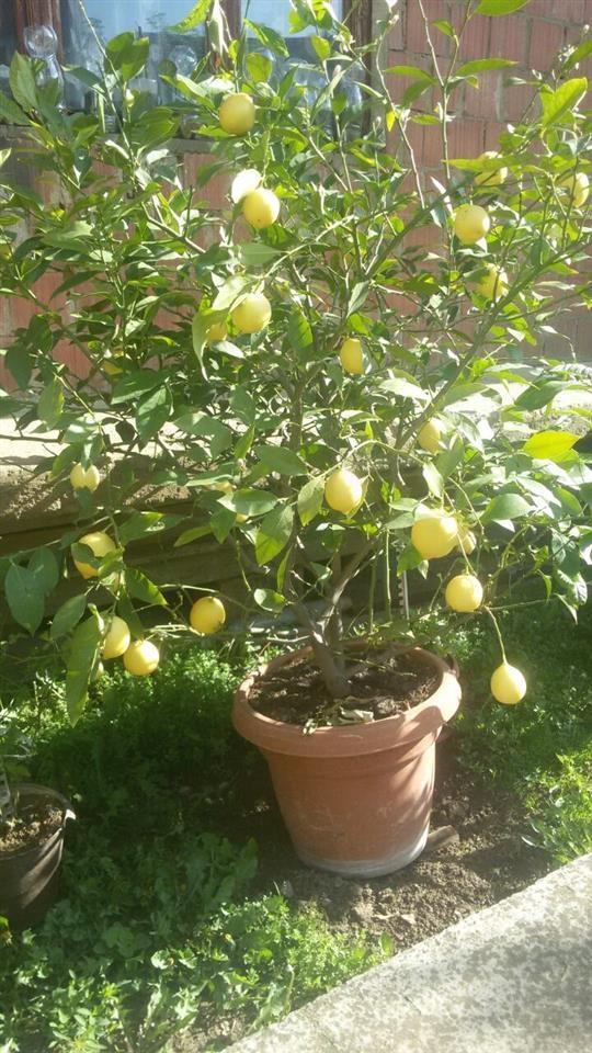 Limon