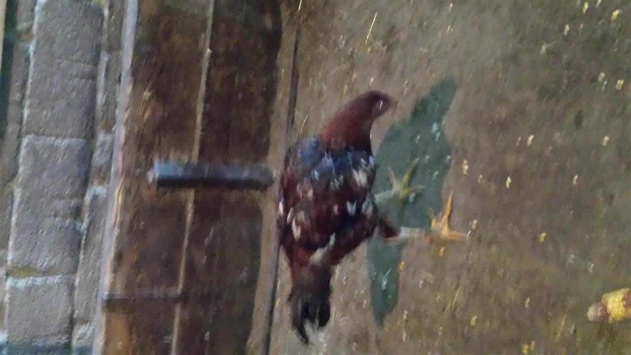 shiten