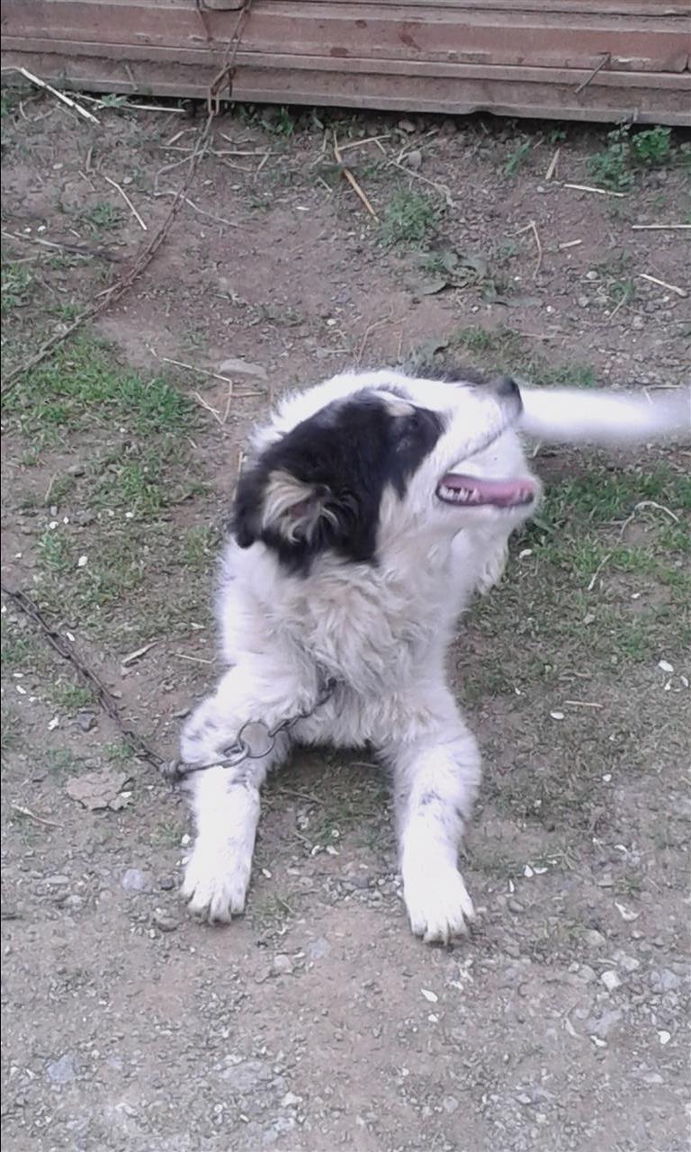 klysh
