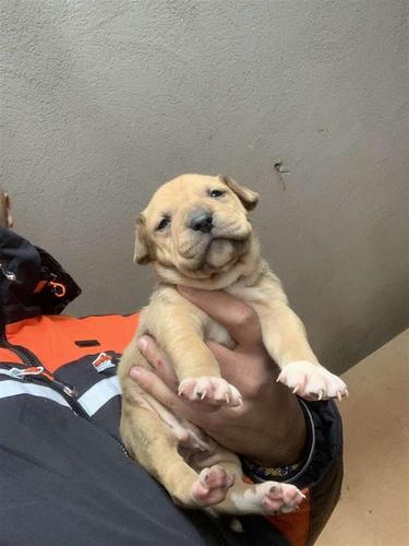 Pitbull