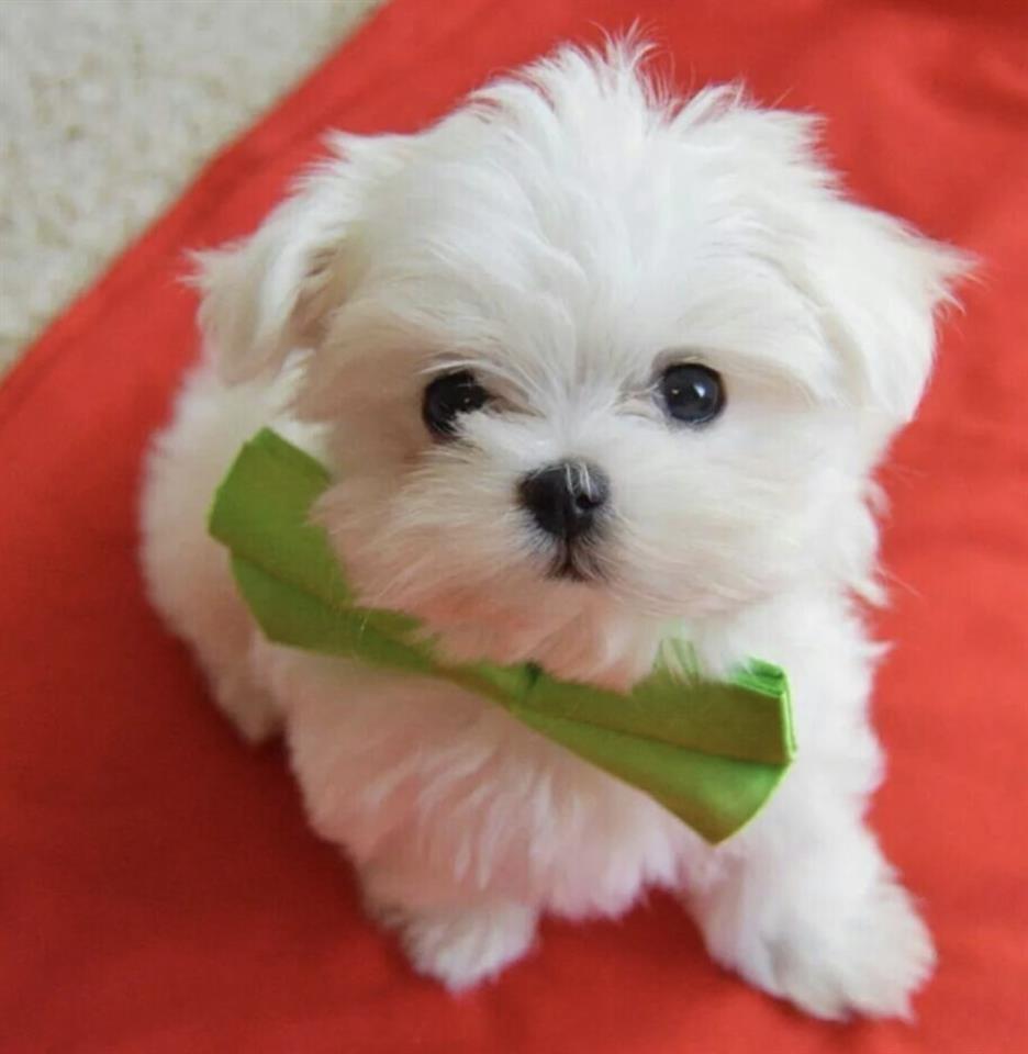 Maltezer-