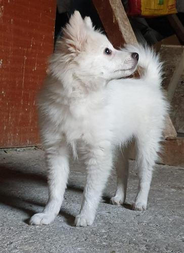 Spitz