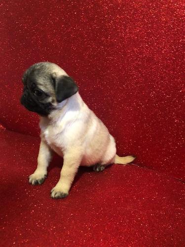 Pugg