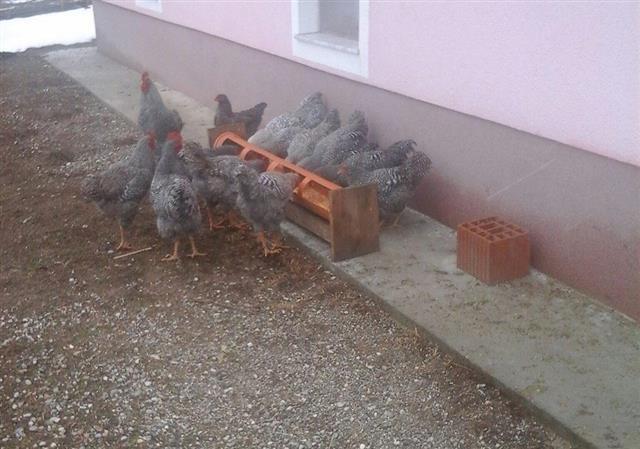 Knojsi-