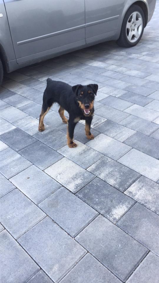 Terrier