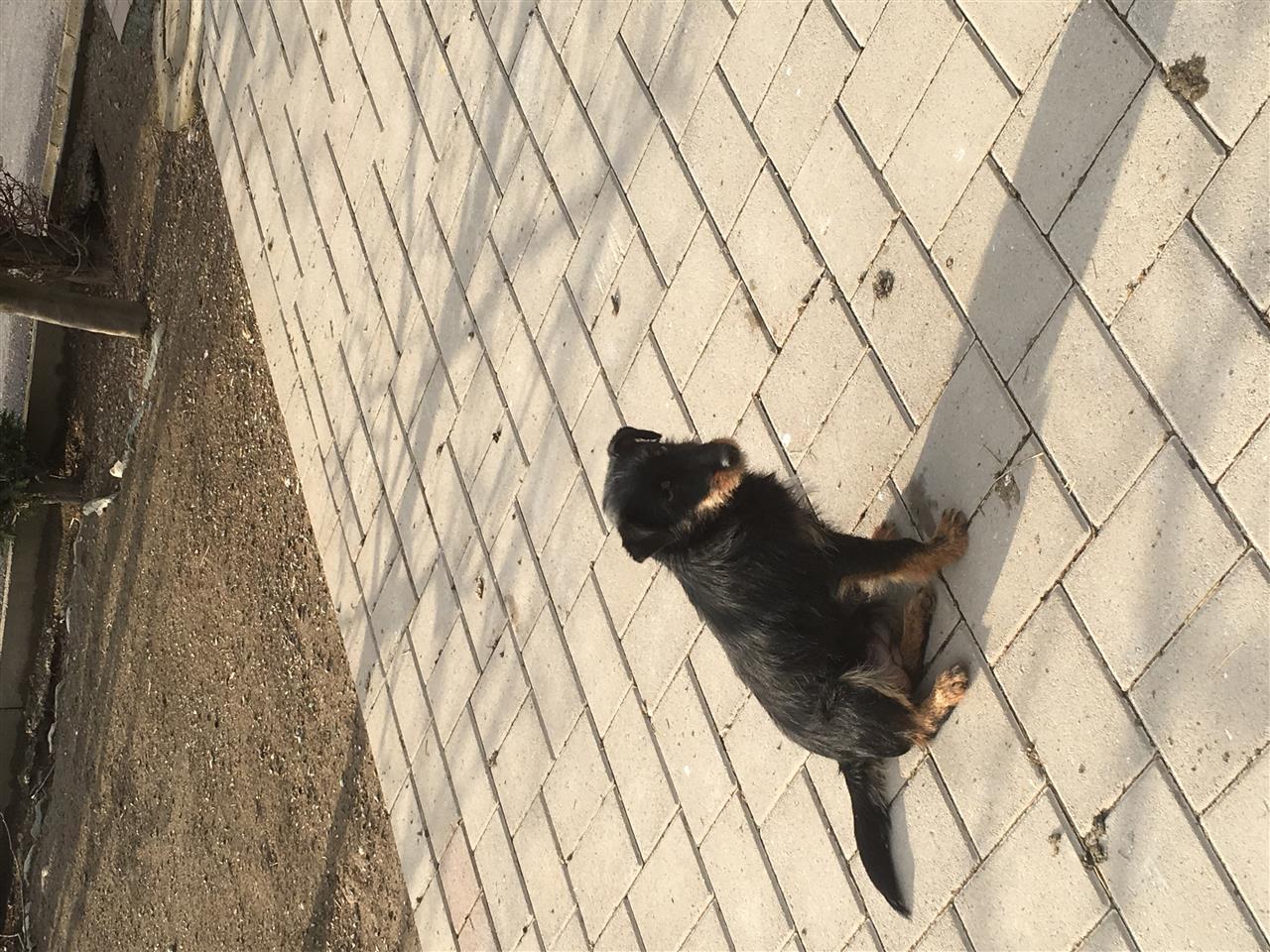 terrier