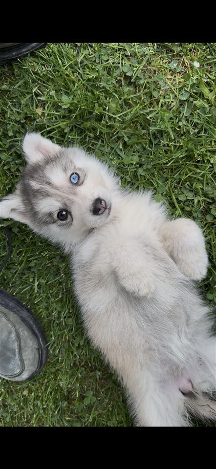 Husky