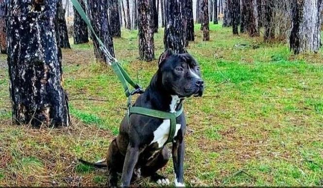 Pitbull