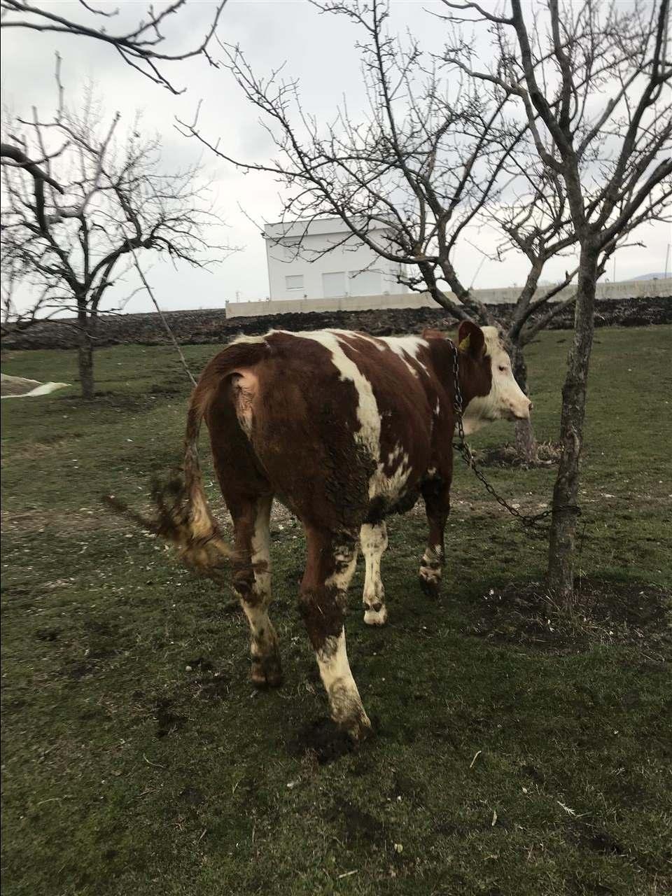 Mshtjerr