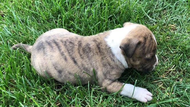 pitbull