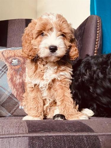 Cavapoo
