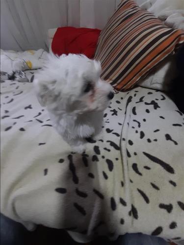 Mini maltezer 
