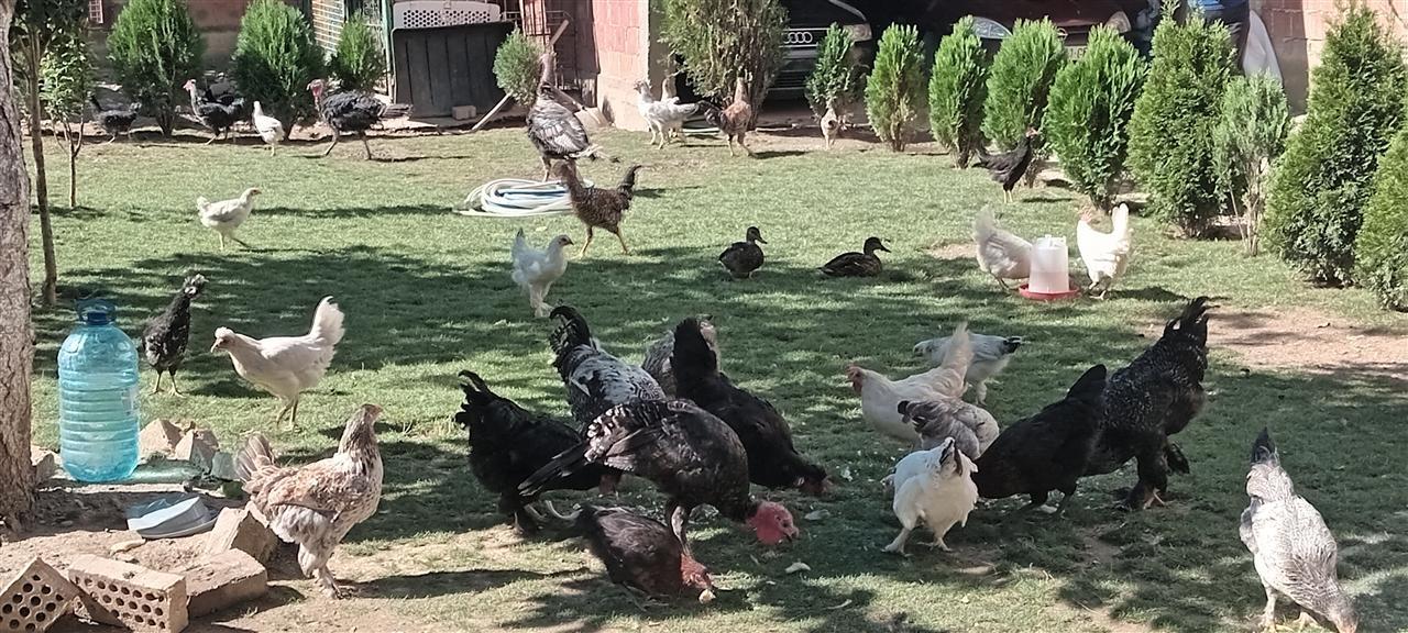 Shites-pula-te-katunit