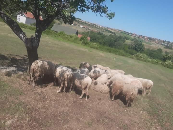 Dele
