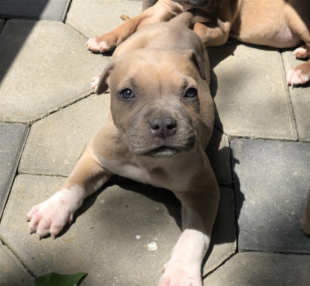 Shiten-pitbullat