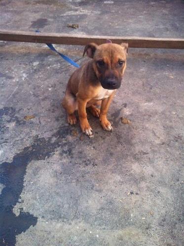 pitbull