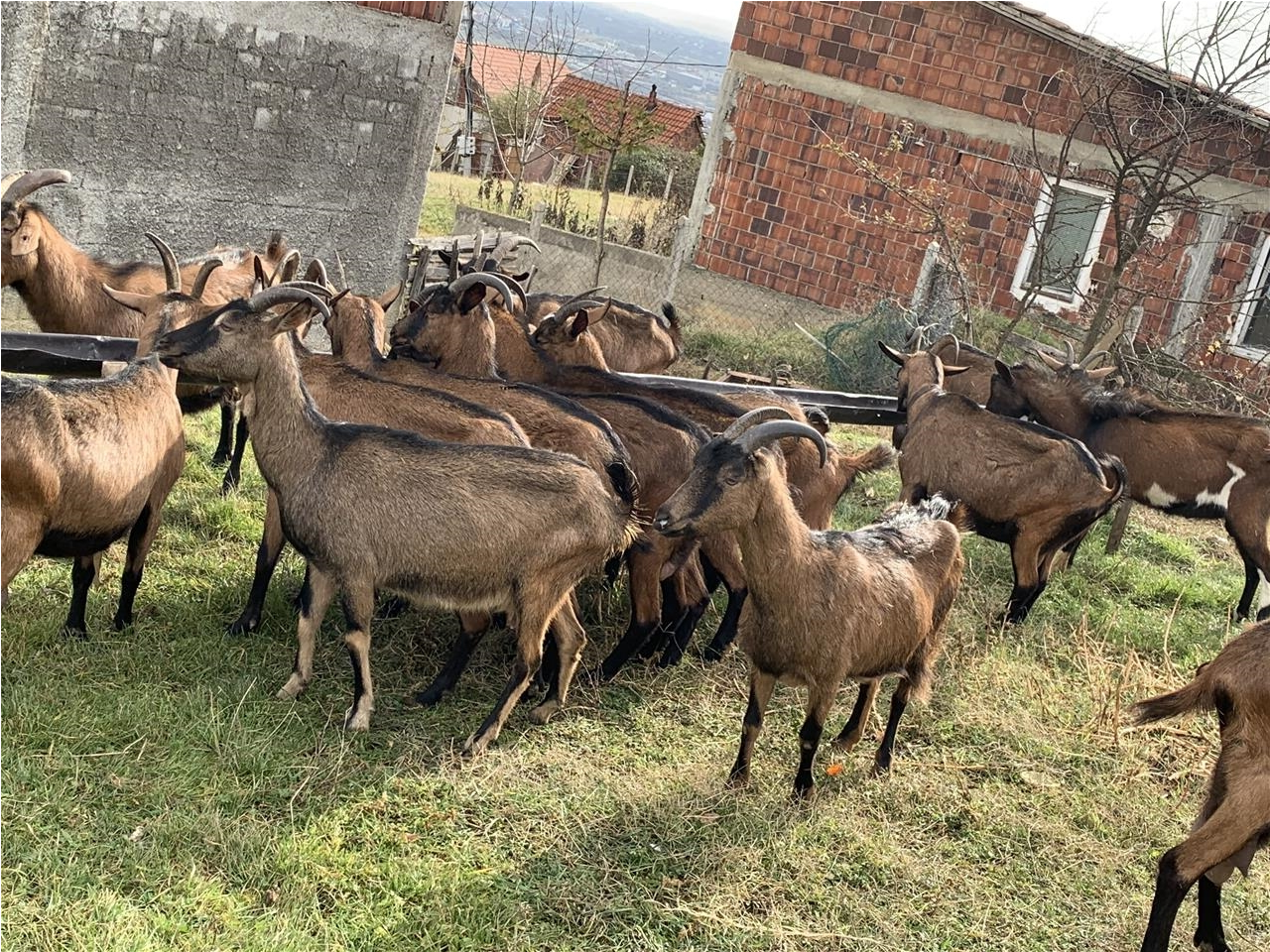 Shiten-dhit-Alpine-barsa--