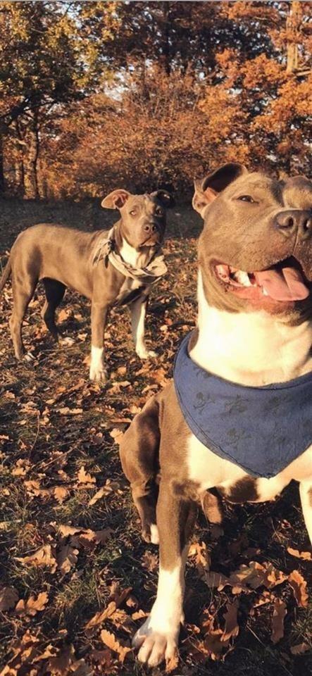 Blue-nose