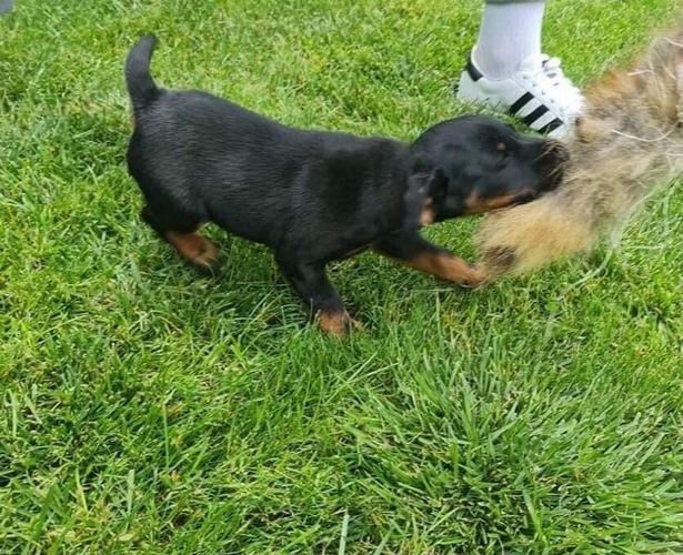 Terrier