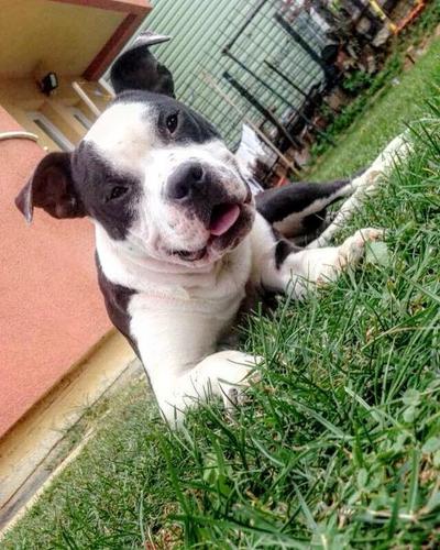 Pit bull