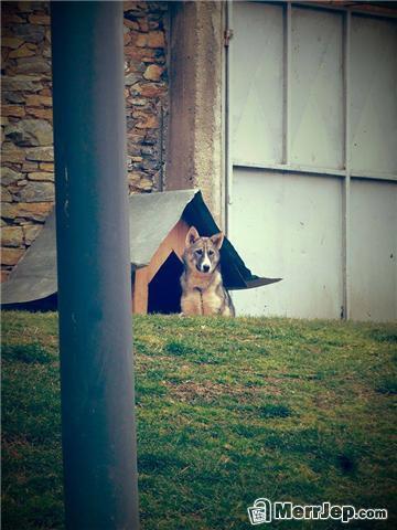 Hasky