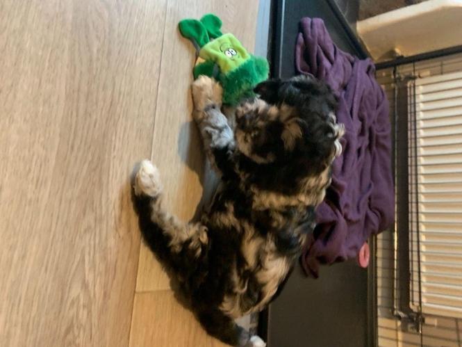 Cavapoo