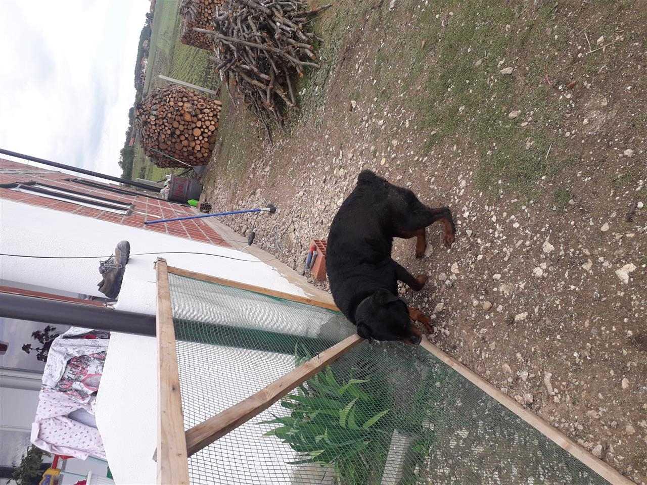 Rotfailler