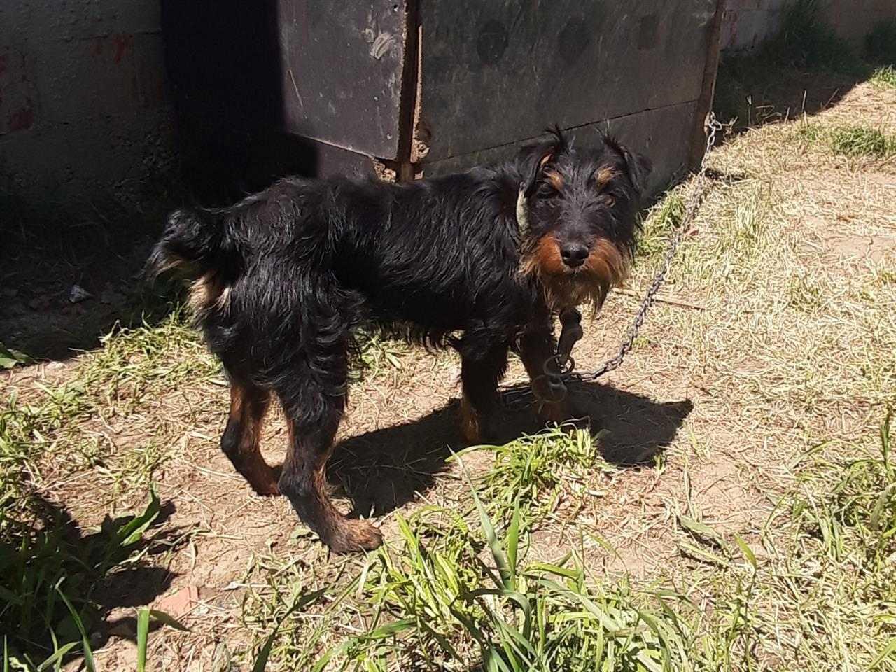 KLYSHA-TERRIERA-2MUJ