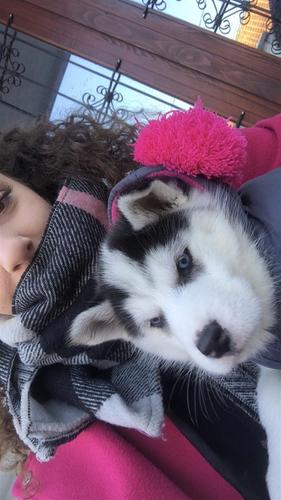 Husky