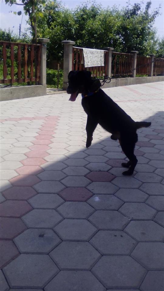 Terrier