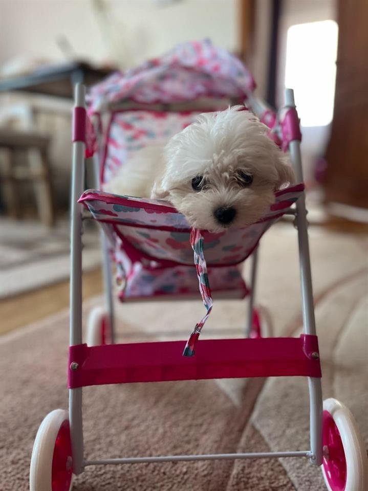 Mini-Maltezer-