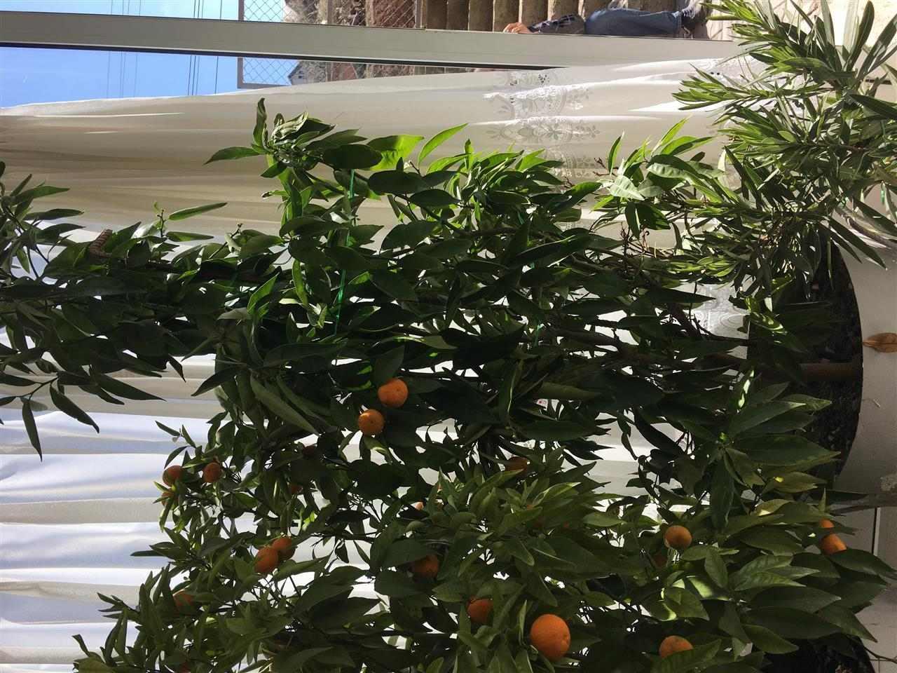 -Mandarin-