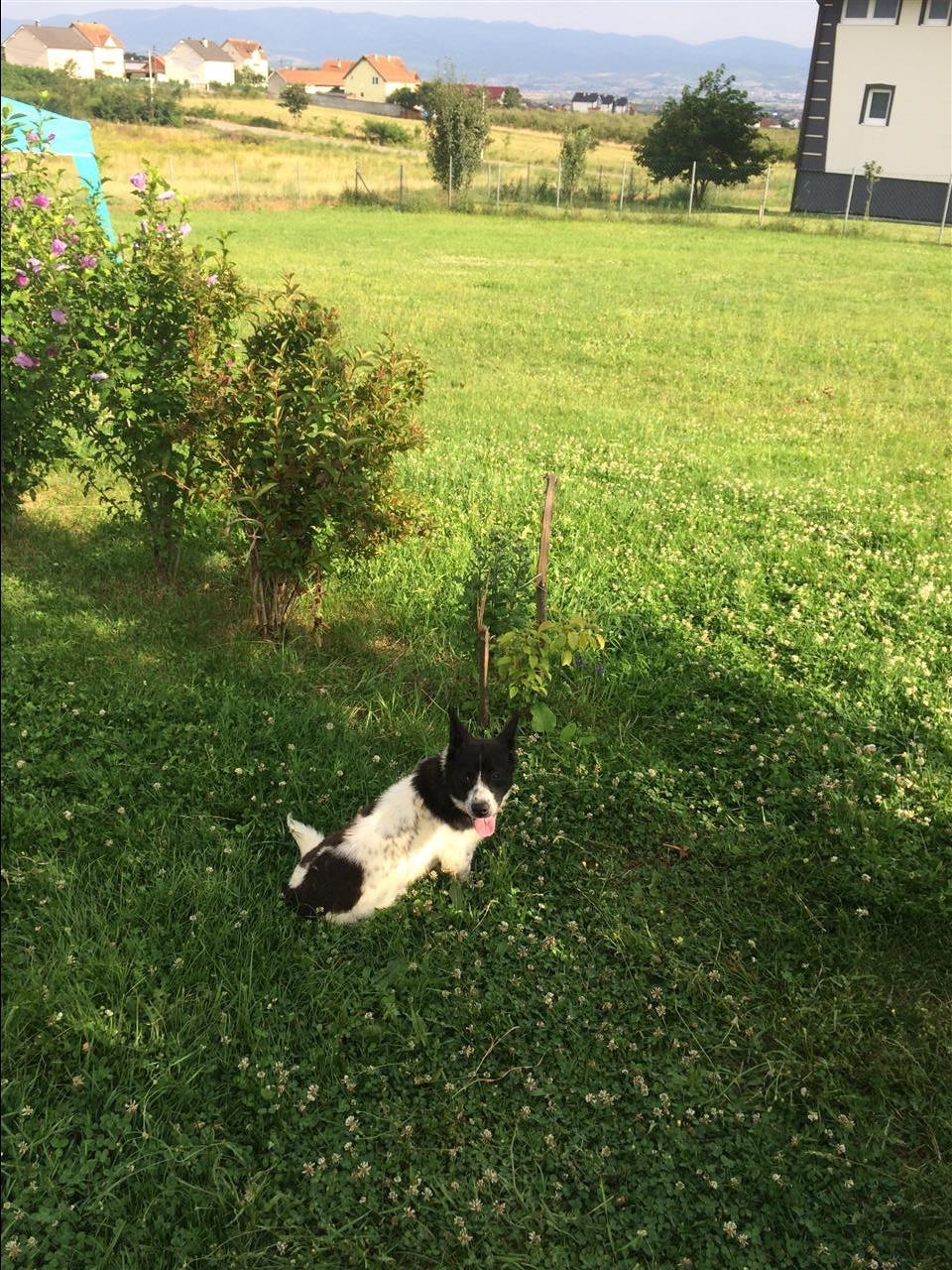 minik-