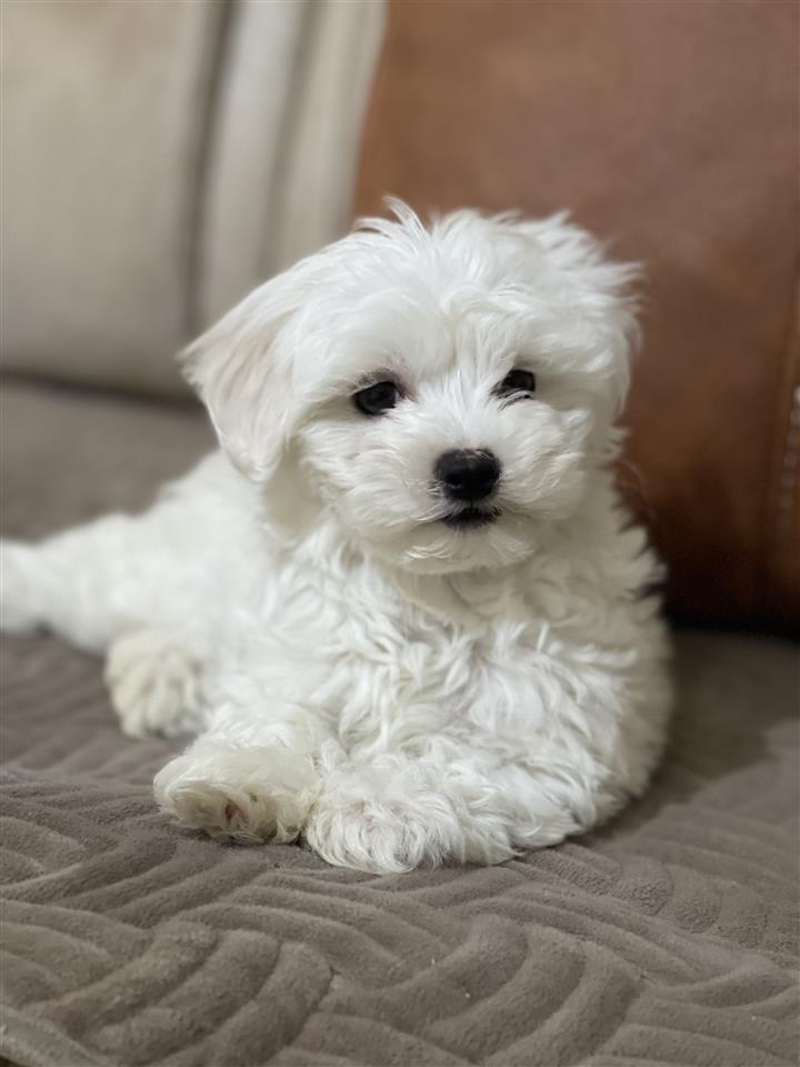 Maltezer-