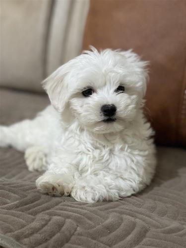 Maltezer 