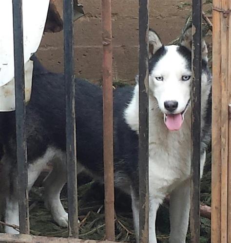 hasky