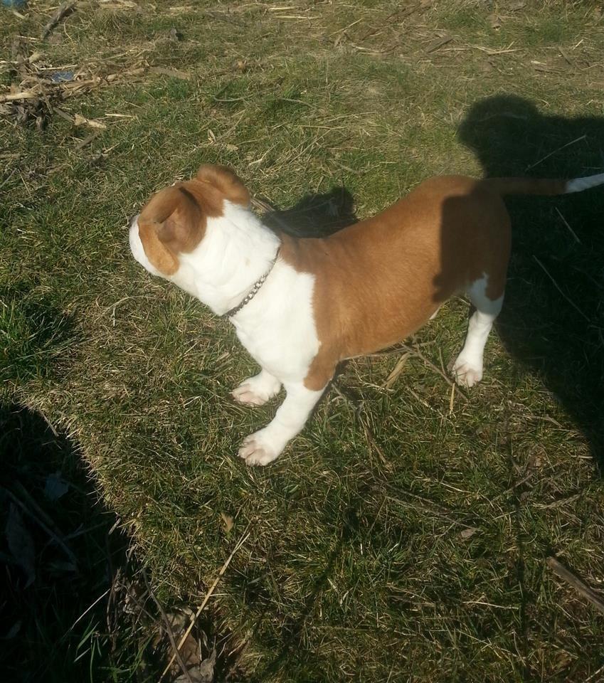 PitBull