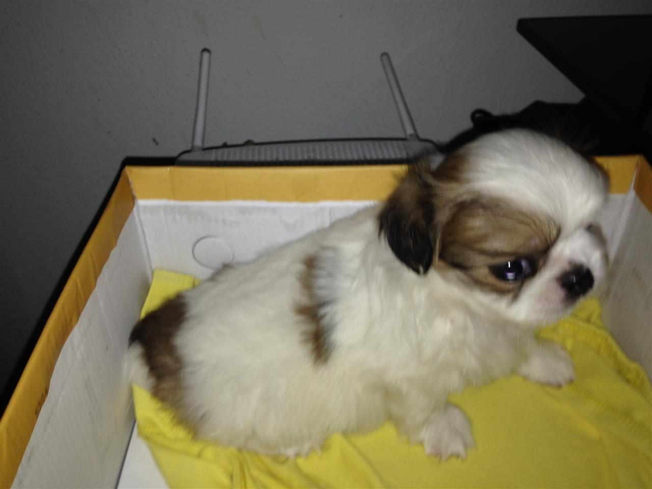 Pitnizer