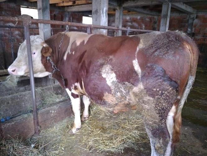 Ferma "Heta"