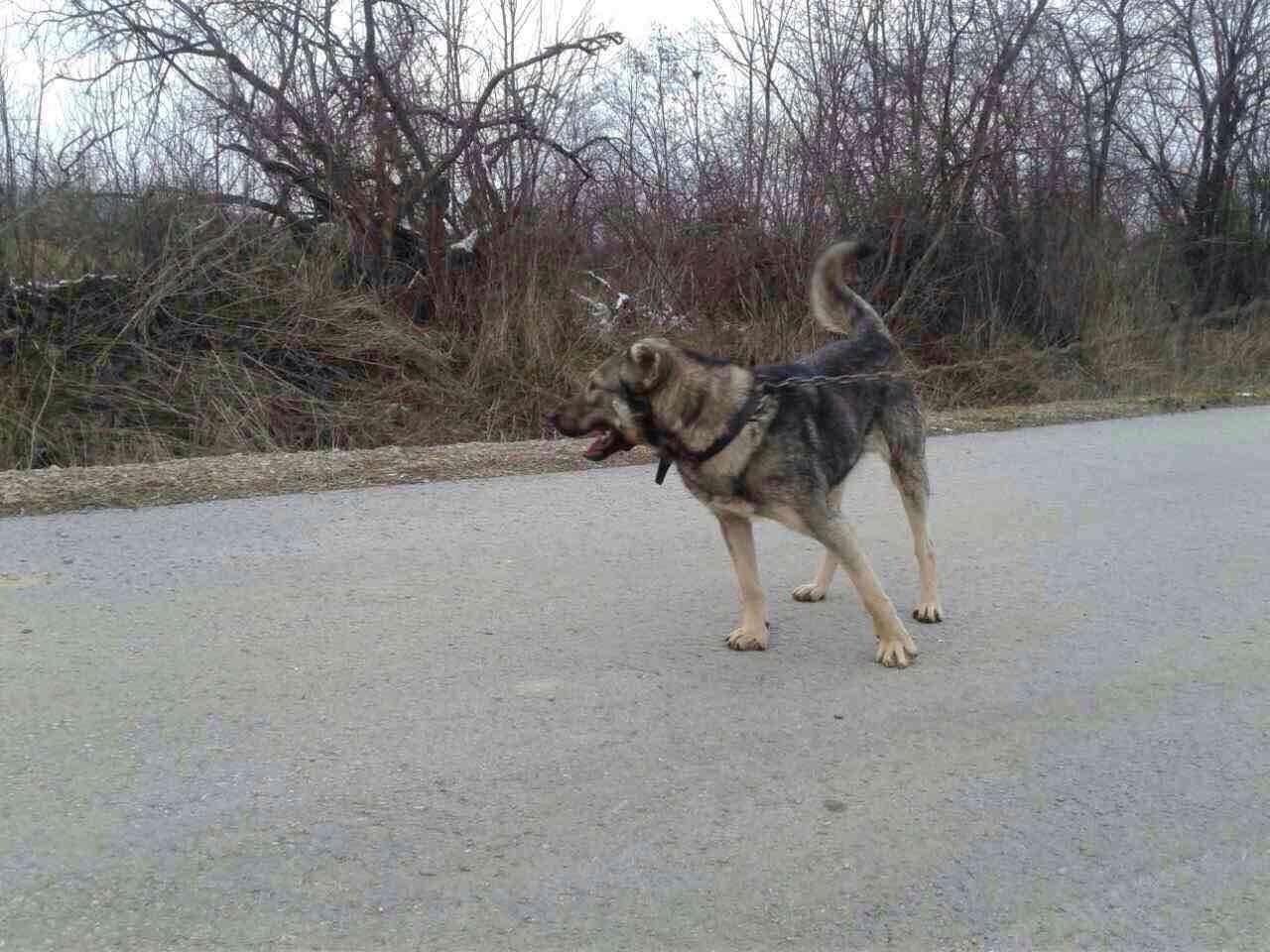 Qen-rud