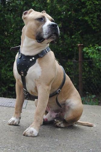 PITBULL