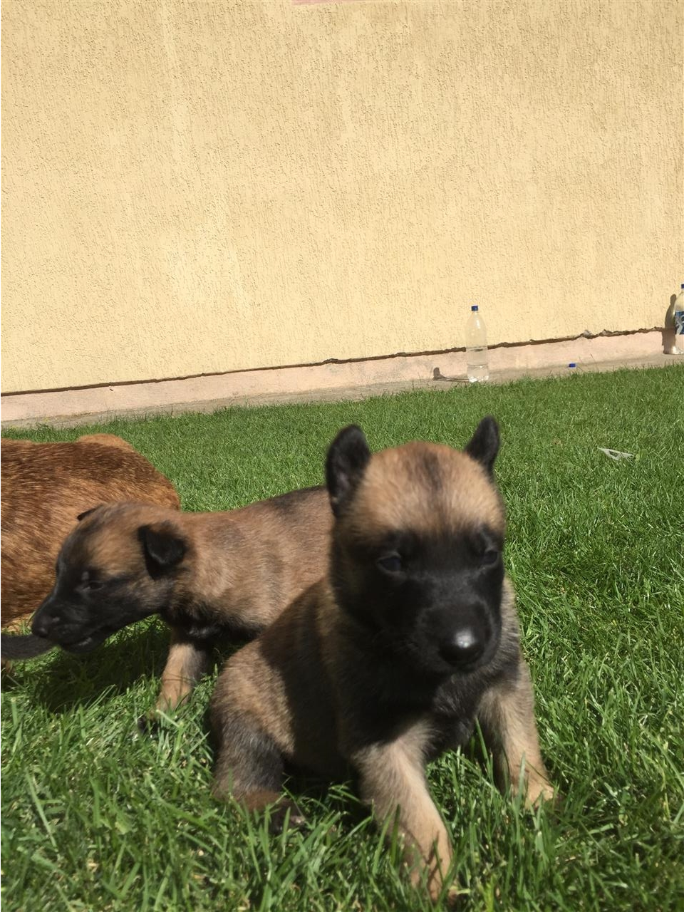 Belgian-Malinois-