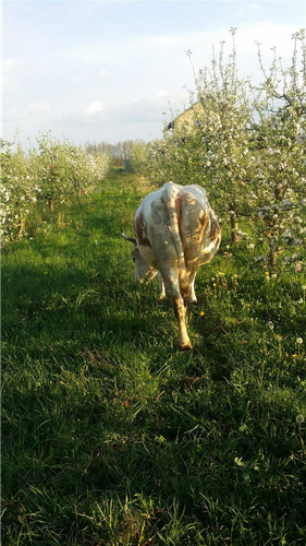 Kurban