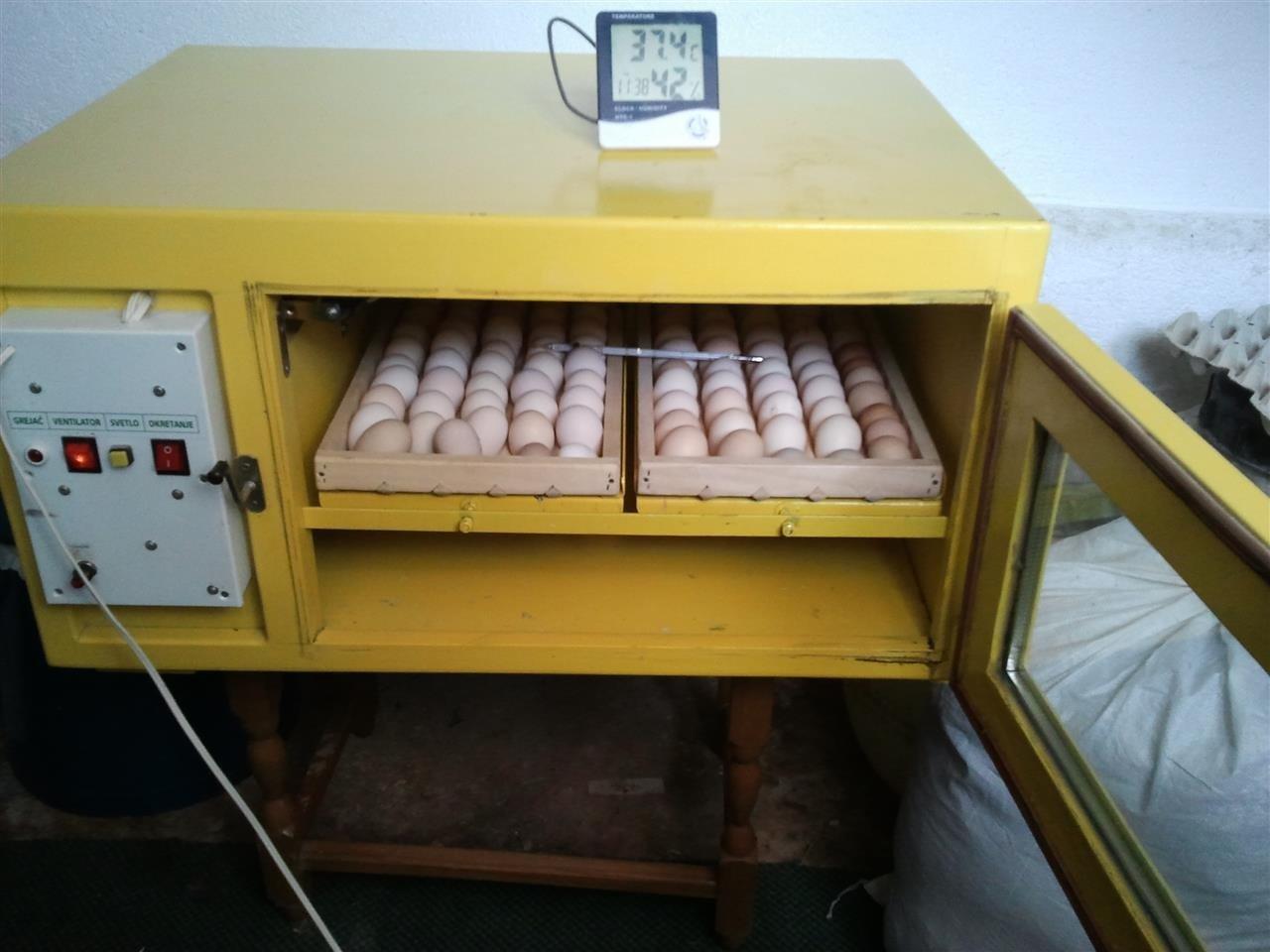 inkubator