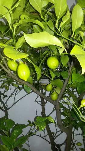Limon 