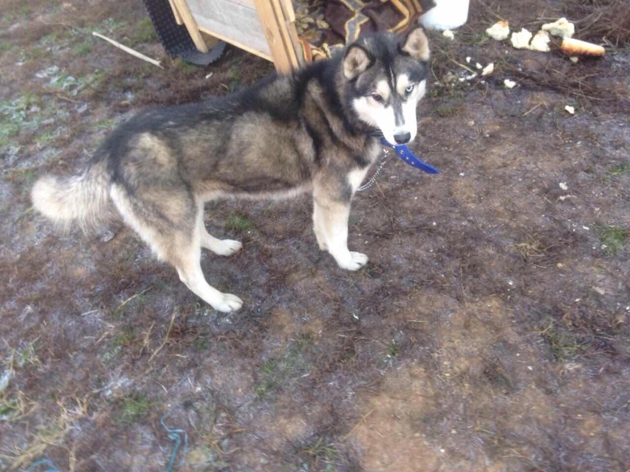 Haski