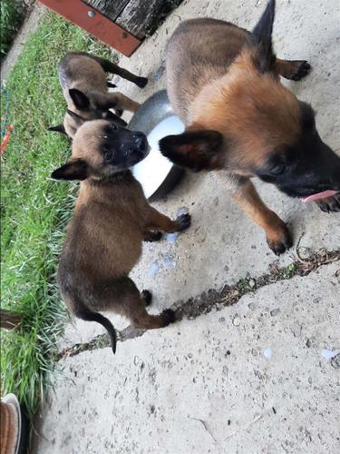 Belgian malinois